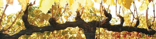 SeGrsel Ambar Albariño 750Ml